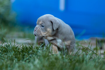 Cute little American bully puppy