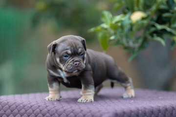 Cute little American bully puppy