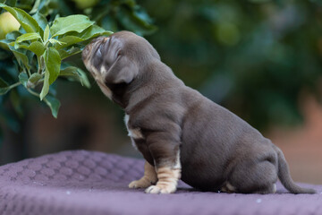 Cute little American bully puppy