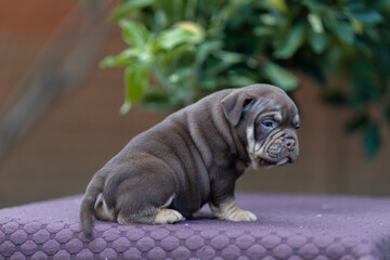 Cute little American bully puppy
