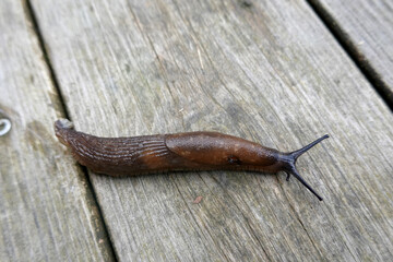 Spanish slug