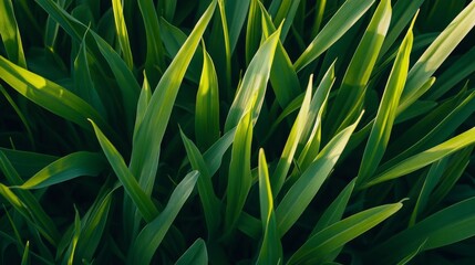 Lush Green Blades of Grass in Sunlight