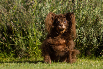 Fototapeta premium Russian toy in the summer garden. dog sitting on lain. Close-up portrait of a cute black Russian Longhaired Toy Terrier sitting on a tree stump. Beautiful young russian toy dog portrait outdoors.