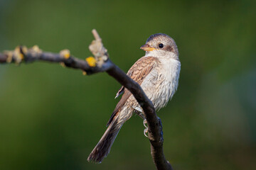 The Red-backed Shrike (Lanius collurio) female sitting on the small branch . 