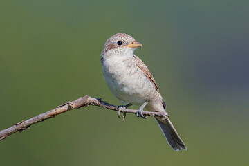 The Red-backed Shrike (Lanius collurio) female sitting on the small branch . 