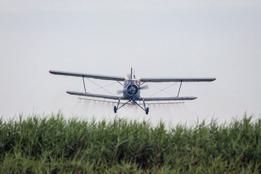 An airplane pollinates fertilizers in a cornfield