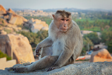 Monkey sitting at Hanuman Monkey Temple near ruins of Vijayanagara Empire in Hampi, Karnataka, India