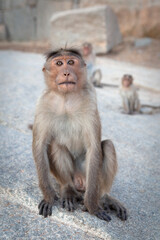 Monkey sitting at Hanuman Monkey Temple near ruins of Vijayanagara Empire in Hampi, Karnataka, India