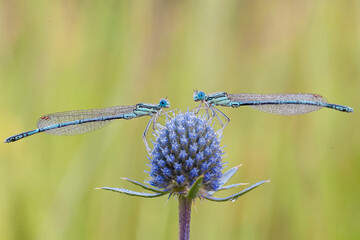 Enallagma cyathigerum (common blue dragonfly) in the grass Close-up. Macro.