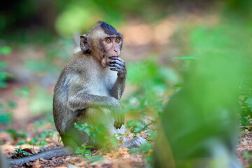 Crab-eating macaque in the jungles of Cambodia