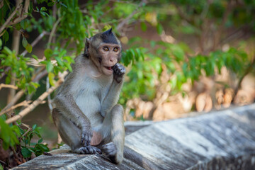 Crab-eating macaque sits on a road in Cambodia