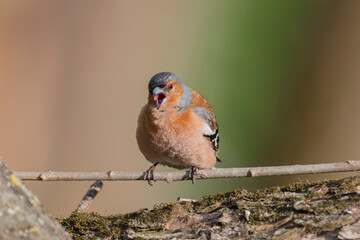 Common chaffinch, Fringilla coelebs. In the early morning, a male bird sits on a branch