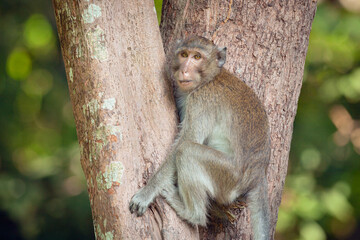 Crab-eating macaque in the jungles of Cambodia