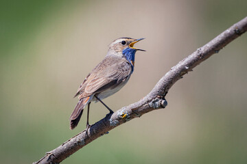 Bluethroat bird close up ( Luscinia svecica ) A singing bird sits on a beautiful branch