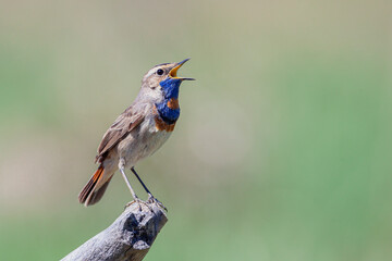 Bluethroat bird close up ( Luscinia svecica ) A singing bird sits on a beautiful branch