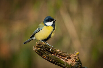 A bird from the genus of Great Tits sits on a branch.