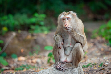 Fototapeta premium Crab-eating macaque in the jungles of Cambodia