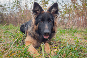 A German Shepherd dog on a walk in the park.