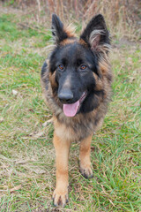 A German Shepherd dog on a walk in the park.