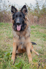 A German Shepherd dog on a walk in the park.