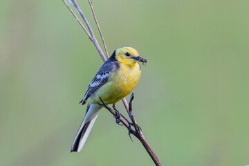 Female Citrine wagtail in spring plumage perched on small branch with green background