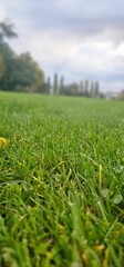 Grass voll Prezise geschnitten 