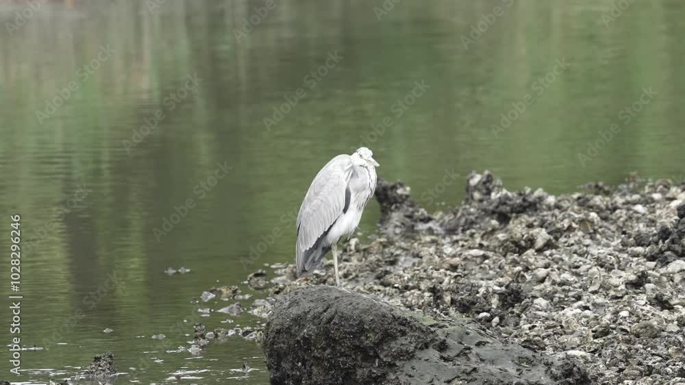 Poster grey heron in a seashore