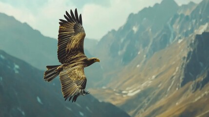 Fototapeta premium A majestic eagle soaring high above a mountain range, its sharp eyes scanning the ground.