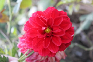 Dahlia flower blooming in a summer garden