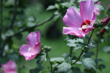 Obraz premium 夏の茶室を彩る