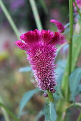 Celosia argentea, Silver cock's comb or cockscomb flowers, seeds and plants