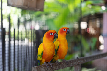 A colorful macaw parrot bird that standing on tree branch. Animal portrait photo, eye selective focus.