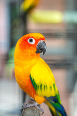 A colorful macaw parrot bird that standing on tree branch. Animal portrait photo, eye selective focus.