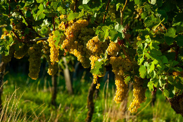 Ripe grape with leaf