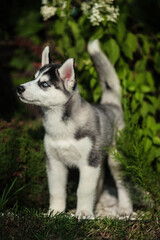 One Little cute puppy of Siberian husky dog outdoors