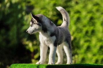 One Little cute puppy of Siberian husky dog outdoors