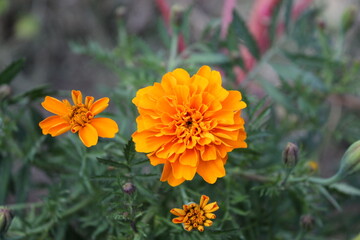 Tagetes, Calendula or Merigold yellow flower