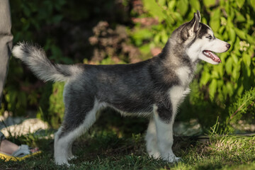 One Little cute puppy of Siberian husky dog outdoors
