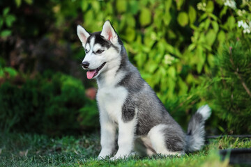 One Little cute puppy of Siberian husky dog outdoors