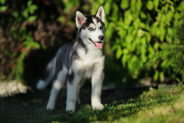 One Little cute puppy of Siberian husky dog outdoors