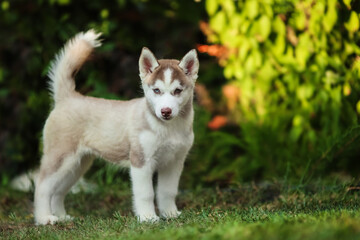One Little cute puppy of Siberian husky dog outdoors