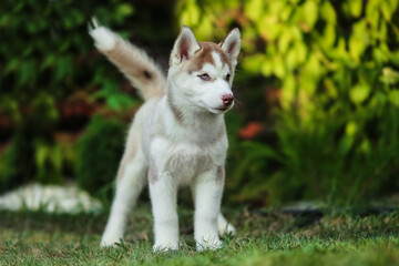 One Little cute puppy of Siberian husky dog outdoors
