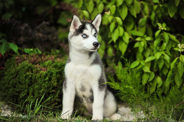 One Little cute puppy of Siberian husky dog outdoors