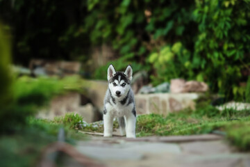 One Little cute puppy of Siberian husky dog outdoors