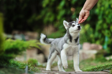 One Little cute puppy of Siberian husky dog outdoors