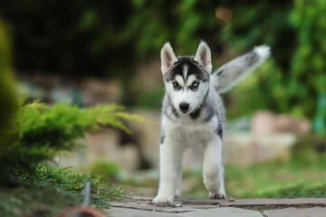 One Little cute puppy of Siberian husky dog outdoors