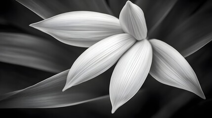 Graceful Floral Wave:Minimalist Abstract Leaves Flowing in Elegant Monochrome