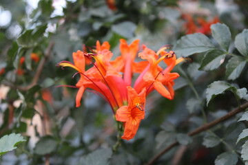 Honeysuckle or Tecoma Capensis flowers