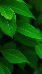 a close up of a green leafy plant with a yellow flower, green leaves, dark green leaves, green foliage, vibrant colorful green leaves, green plant, lush foliage, some green