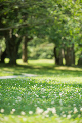 新緑の公園